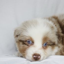 Jingle - Red merle female Australian Shepherd puppy in Richmond, Texas from Big Zen Aussies