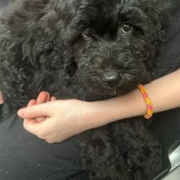 Champ - Black male Goldendoodle puppy in Centralia, Missouri from Oodles Of Doodles Mo.