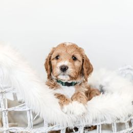 Goldendoodle Puppies from Woodstock Doodles, LLC
