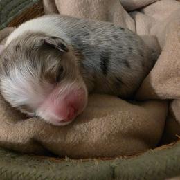 Steele - Blue merle male Miniature American Shepherd puppy in Bristol, Tennessee from Riverstone Aussies