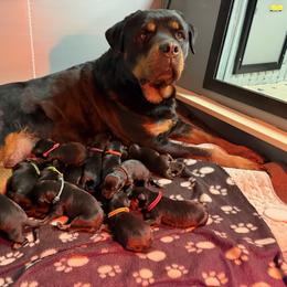 3rd pick female - Black and mahogany female Rottweiler puppy in Lyons, Indiana from White River Rottweilers