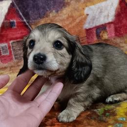 Dachshund Puppies from TNT MINI DACHSHUNDS