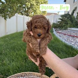Green - Warner - Red  male Goldendoodle puppy in Saratoga Springs, Utah from Tyler Pickens