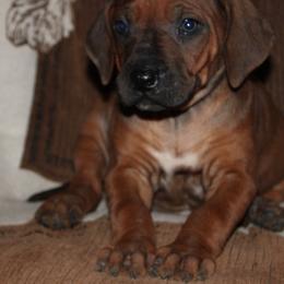 Green Girl - Rd whtn blk nose female Rhodesian Ridgeback puppy in Greenville, Ohio from Masai's Pride Rhodesian Ridgbacks
