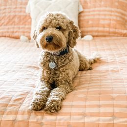 Daphne - Goldendoodle