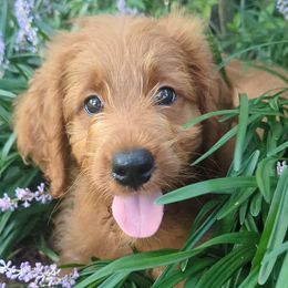 Pink - Red  female Goldendoodle puppy in Midland, North Carolina from Alger Farm, LLC