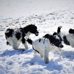 Poodle Puppies from MD Triple Creek Ranch