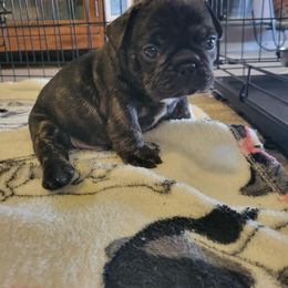 French Bulldog Puppies from Bonjour Bullies