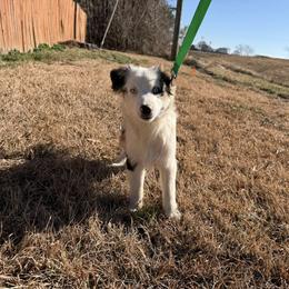 Olaf - Blue merle male Miniature American Shepherd puppy in Garysburg, North Carolina from Schaefer's Miniature American Shepherds