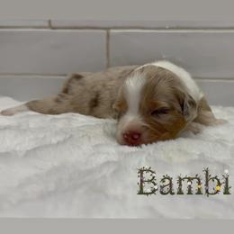 Bambi - Red merle female Australian Shepherd puppy in Zephyrhills, Florida from Highland Shelties & Aussies