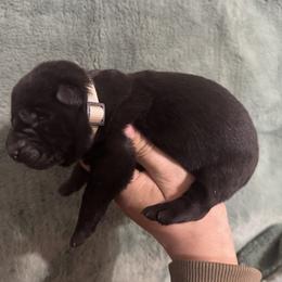 White coller sable female - Sable female German Shepherd puppy in Bartlesville, Oklahoma from Guardian Working Shepherds