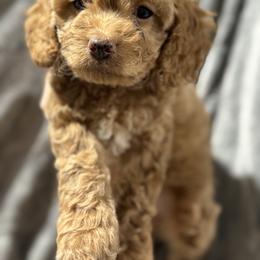 Cockapoo Puppies from M&M Cockapoos of Iowa
