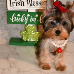 SMALL Sara - Blue and gold Yorkshire Terrier puppy in Maple Heights, Ohio from Yorkiesllc