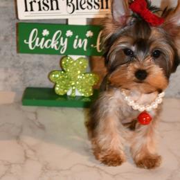 SMALL Sara - Blue and gold Yorkshire Terrier puppy in Maple Heights, Ohio from Yorkiesllc