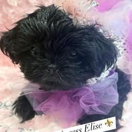 Elise - Black female Shih Tzu puppy in Frisco, Texas from My Royal Shih Tzu⚜️