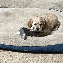 Molly Rae - Cocker Spaniel