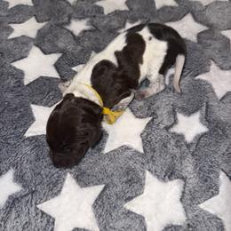 Yellow - White and liver female German Shorthaired Pointer puppy in Macclenny, Florida from Steven & Melissa’s pointer