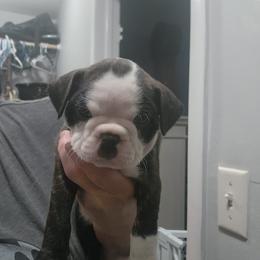Buddy - Brindle male Companion Cross puppy in Fort Myers, Florida from Legends Frenchton's, French Bulldogs ,Boston Terriers, Reindeer chihuahuas & French Bullhuahua's