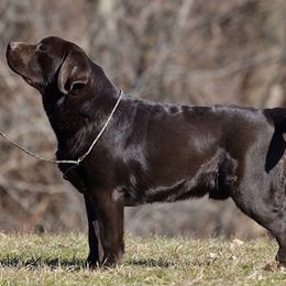 Labrador Retriever All Grown Up from Big Sky Labradors