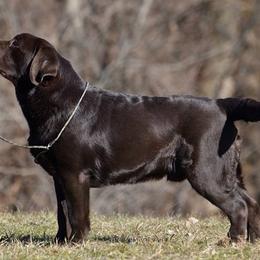 Labrador Retriever All Grown Up from Big Sky Labradors
