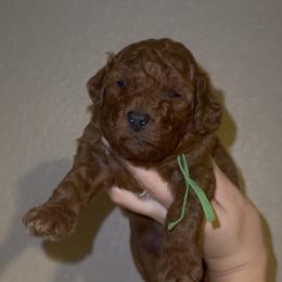 Male 3 - Red  male Poodle puppy in Modesto, California from Oso’s Red Toy, Mini, & Standard Poodles