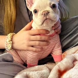 French Bulldog Puppies from Lilac City Frenchies