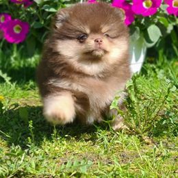Pomeranian Puppies from Pomeranian gem