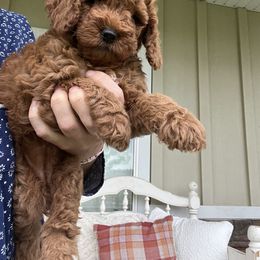 Girl 2 - Red  Goldendoodle puppy in Minersville, Utah from Legend Pups