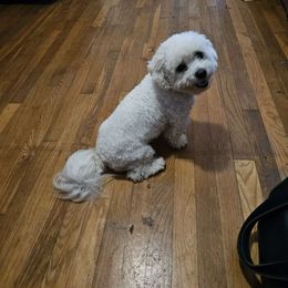 Fancie - Bichon Frise