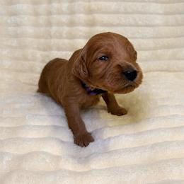 F1B Goldendoodle Skye - Red  female Goldendoodle puppy in Redding, California from Casa Delarosa Collective Poodles & Doodles