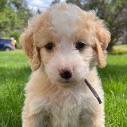 Girl 1 - Aussiedoodle puppy from Bella Ridge Farms & Dapper Doodles