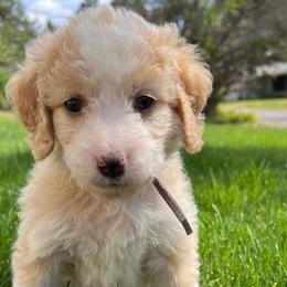 Girl 1 - Aussiedoodle puppy from Bella Ridge Farms & Dapper Doodles