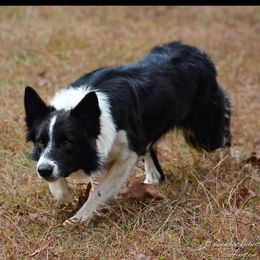Leah - Border Collie