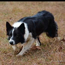 Leah - Border Collie