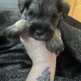 Miniature Schnauzer Puppies from Krystle's Miniature Schnauzers