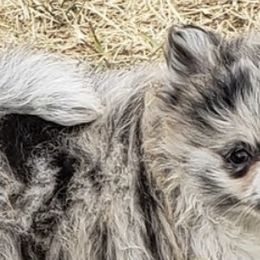 Pomeranians from Dusty Trail Pomeranians