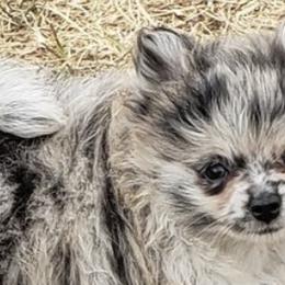Pomeranians from Dusty Trail Pomeranians