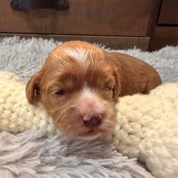 Paisley yellow collar - Red and white female Cockapoo puppy in Atco, New Jersey from Flannery’s lucky puppies 🍀