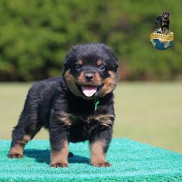 Gregor - Black and mahogany male Rottweiler puppy in Uniontown, Alabama from CedarBluff Rottweilers