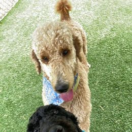 Goldendoodles from Onley Doodles