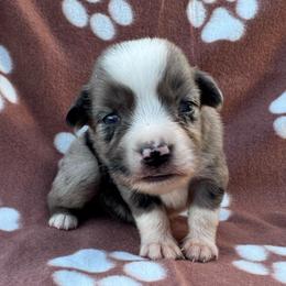 Woody - Blue merle male Miniature Australian Shepherd puppy in Stuart, Iowa from Arbor Hill Aussies