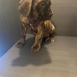 Red Collar - Chestnut brindle female Cane Corso puppy in Atlanta, Georgia from Cane Corso’s of Atlanta