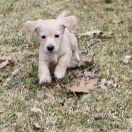 Dachshund Puppies from Bald Mountain Dachshunds