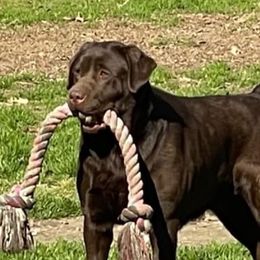 Mia - Labrador Retriever