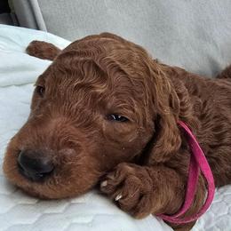 Princess Rosemary Red Rosa - Red  female Poodle puppy in Woodbridge, Virginia from Rosa Red Standard Poodles