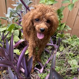 Bam Bam - Poodle