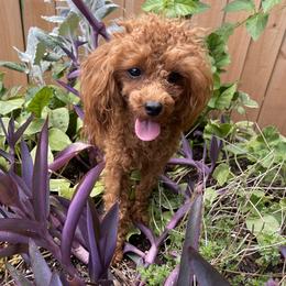 Bam Bam - Poodle