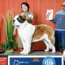 Sheba - Saint Bernard