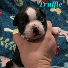 Truffle - Black and white male Boston Terrier puppy in Columbus, Ohio from Bryn's AKC Bostons