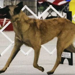 Belgian Malinois All Grown Up from Concho Belgian Malinois